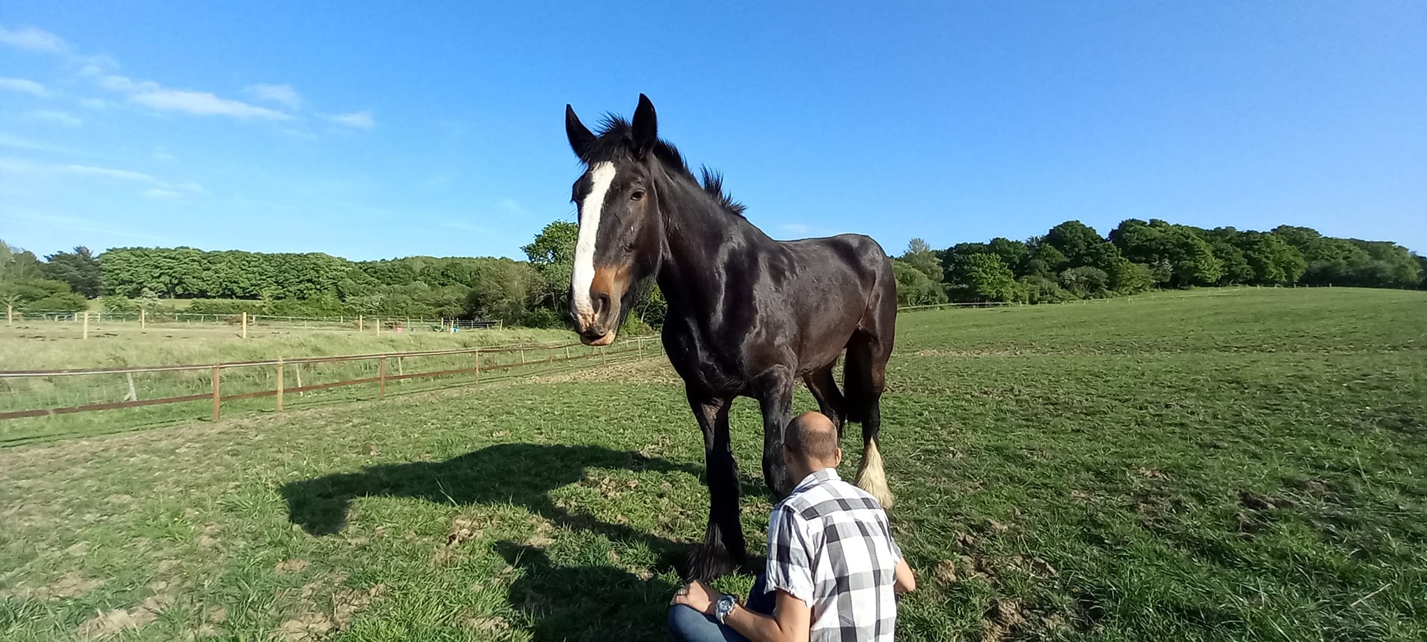 From Web Developer to Horse Enthusiast: Douglas Cook's Equestrian Journey