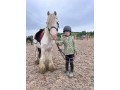 dennis-the-perfect-confidence-giving-pony-122-hands-7-year-old-gelding-small-0