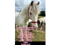 dennis-the-perfect-confidence-giving-pony-122-hands-7-year-old-gelding-small-1