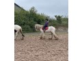 dennis-the-perfect-confidence-giving-pony-122-hands-7-year-old-gelding-small-3