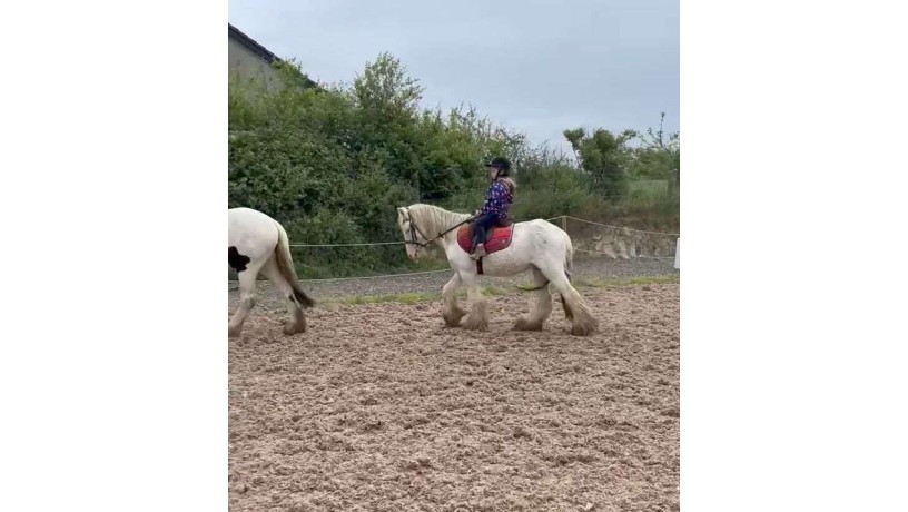 dennis-the-perfect-confidence-giving-pony-122-hands-7-year-old-gelding-big-3