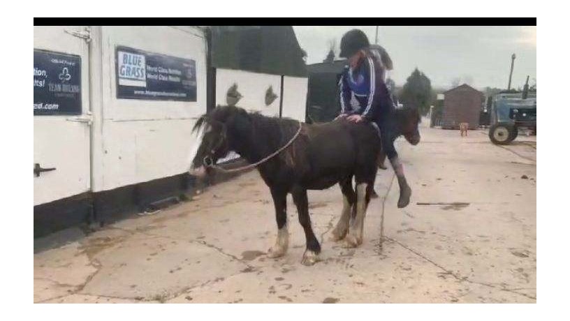 tom-the-versatile-young-gelding-big-0