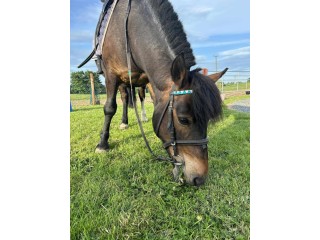 Dolly - The Ideal Lead Rein Pony